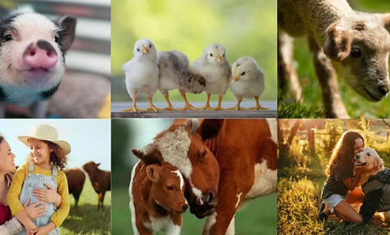 🌍 Factory Farming Fuels the Climate Crisis: The Hidden Environmental Toll of Animal Agriculture