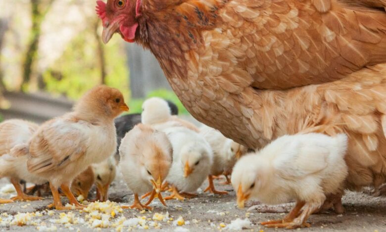 Breaking the Cycle of Exploitation: Time to Rethink How We Treat Animals Breaking the Cycle of Exploitation: Time to Rethink How We Treat Animals