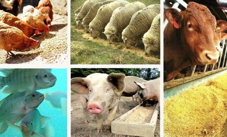 مضرات پروتئین‌های حیوانی برای سلامت انسان: نگاهی علمی و انتقادی