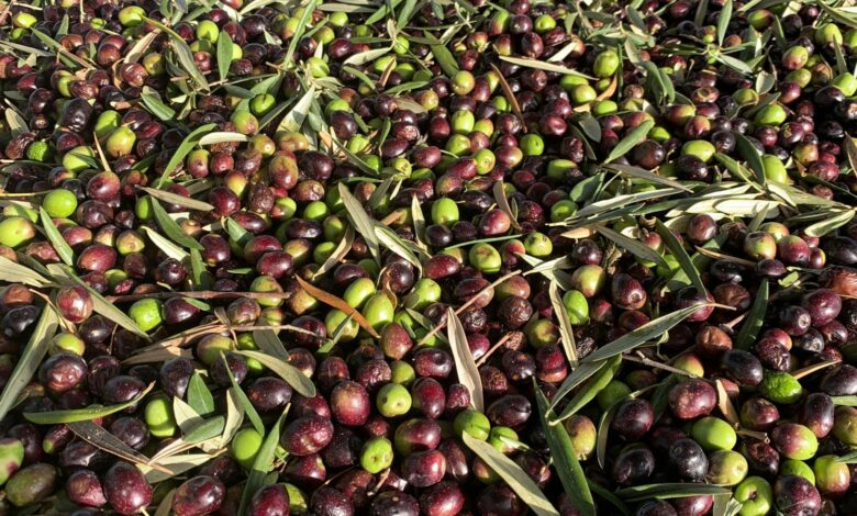 شرکت نیاوران ؛ تولید کننده تخصصی دستگاه های روغن گیری و بسته بندی