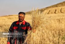 ۱۷ همت دیگر برای گندمکاران واریز شد