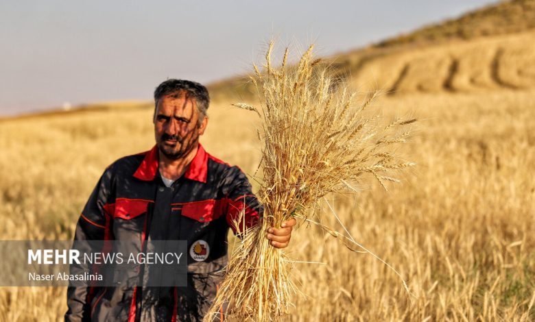 ۱۷ همت دیگر برای گندمکاران واریز شد