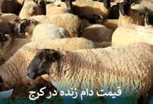 قیمت دام زنده در کرج