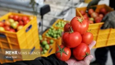 اجرای طرح کشت پاییزه گوجه‌فرنگی در ۵ استان جنوبی