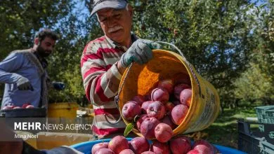از قفقاز تا خلیج فارس؛ سیب آذربایجان شرقی در مسیر بازارهای جهانی