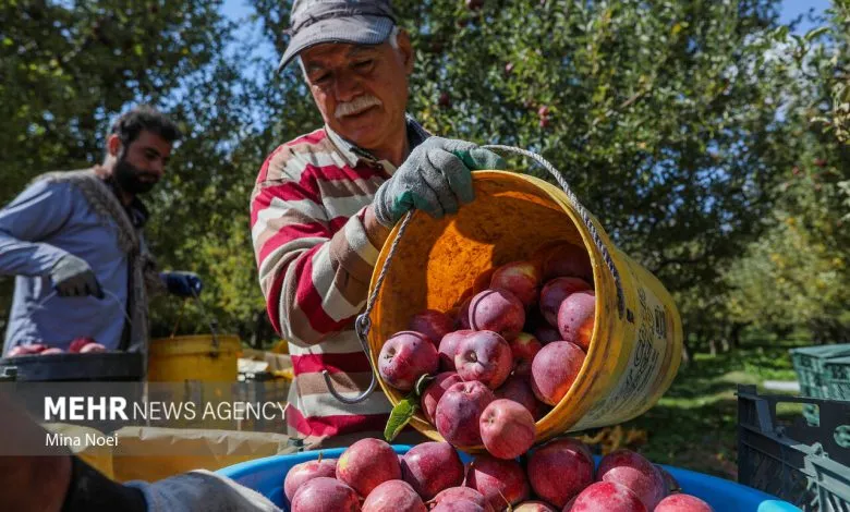 از قفقاز تا خلیج فارس؛ سیب آذربایجان شرقی در مسیر بازارهای جهانی از قفقاز تا خلیج فارس؛ سیب آذربایجان شرقی در مسیر بازارهای جهانی