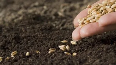 بهای خرید تضمینی گندم در کمیسیون تخصصی شورای قیمت‌گذاری بررسی شد