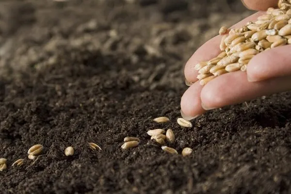 بهای خرید تضمینی گندم در کمیسیون تخصصی شورای قیمت‌گذاری بررسی شد