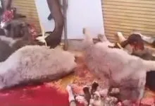 هرگونه کشتار و عرضه گوشت الاغ و اسب تخلف است هرگونه کشتار و عرضه گوشت الاغ و اسب تخلف است